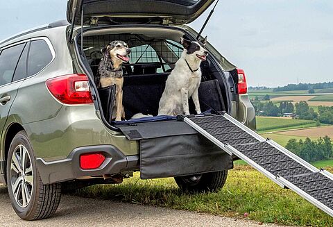 Grüner Forester mit zwei Hunden im Kofferraum und einer Rampe