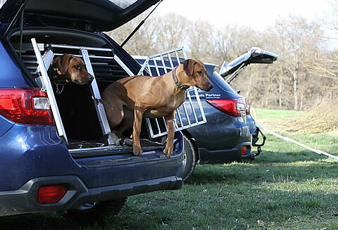 Hundebox in Kofferraum, aus der zwei Hunde schauen